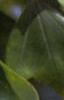 Acer buergerianum, leaves