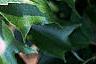 Acer buergerianum, leaves