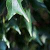 Acer buergerianum, leaves