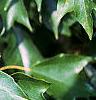 Acer buergerianum, leaves