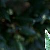 Acer buergerianum, leaves