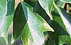 Acer buergerianum, leaves