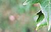 Acer buergerianum, leaves