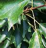 Acer buergerianum, leaves