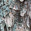 Acer buergerianum, bark