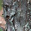 Acer buergerianum, bark