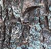 Acer buergerianum, bark