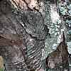 Acer buergerianum, bark