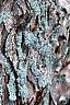 Acer buergerianum, bark