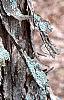 Acer buergerianum, bark