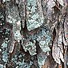 Acer buergerianum, bark