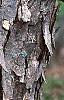 Acer buergerianum, bark