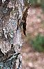 Acer buergerianum, bark