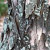 Acer buergerianum, bark