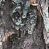 Acer buergerianum, bark