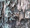 Acer buergerianum, bark