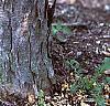 Acer buergerianum, bark