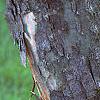 Acer buergerianum, bark