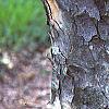 Acer buergerianum, bark
