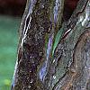 Acer buergerianum, bark