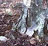 Acer buergerianum, bark