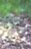 Acer buergerianum, bark