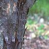 Acer buergerianum, bark