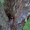 Acer buergerianum, bark