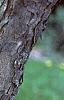Acer buergerianum, bark