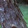 Acer buergerianum, bark