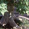 Acer buergerianum, culture