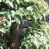 Acer buergerianum, culture