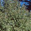 Acer campestre, habit