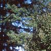 Acer campestre, habit