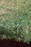 Acer campestre, habit
