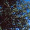 Acer campestre, habit