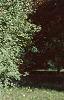 Acer campestre, habit