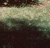 Acer campestre, habit
