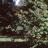Acer campestre, habit