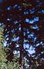 Acer campestre, habit