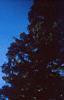 Acer campestre, habit