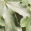 Acer campestre, leaves