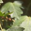 Acer campestre, leaves