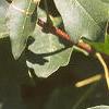 Acer campestre, leaves