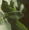 Acer campestre, leaves