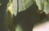 Acer campestre, leaves
