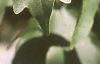 Acer campestre, leaves
