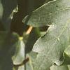Acer campestre, leaves