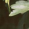 Acer campestre, leaves