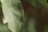 Acer campestre, leaves